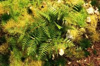 Bracken fern