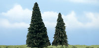 Evergreen - Image 1